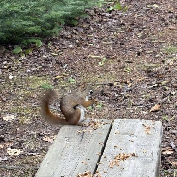 526009846_1722464171754549_5715420358650249271_n